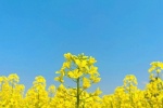 Pictures of rape flowers under blue sky