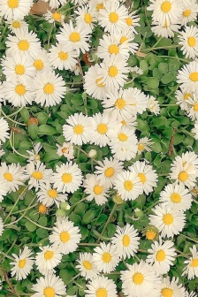 小雛菊高清壁紙