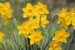 HD Narcissus Pictures Desktop Wallpaper