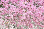 HD cherry blossom photography pictures desktop wallpaper