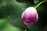 Beautiful lotus pictures in water desktop wallpaper