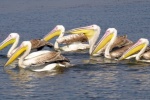 Big mouth white pelican picture
