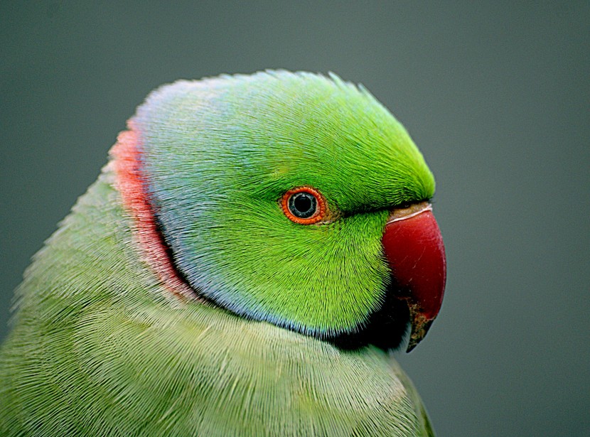 可爱的红领绿鹦鹉图片