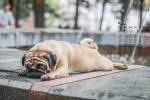 May 2021 cute pug desktop calendar wallpaper