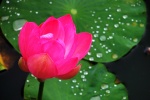 Beautiful lotus pond lotus HD desktop wallpaper