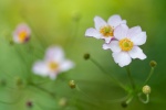May 2022 Anemone HD Calendar Wallpaper