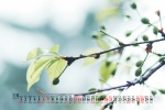 2021年11月绿色主题风景桌面日历壁纸