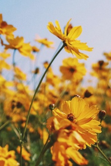 黃色的花朵唯美手機壁紙