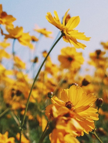 黄色的花朵唯美手机壁纸