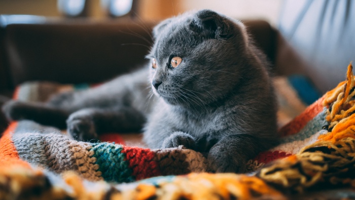 折耳猫图片桌面壁纸