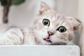 HD Cute Kitten Pictures Desktop Wallpaper