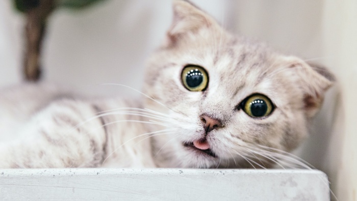 HD Cute Kitten Pictures Desktop Wallpaper