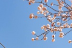 Beautiful apricot blossom scenery pictures