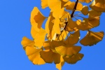 Beautiful ginkgo leaves pictures desktop wallpaper
