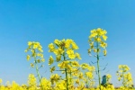 Pictures of rape flowers under blue sky