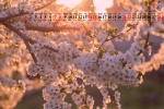 May 2022 pink cherry blossom desktop calendar wallpaper