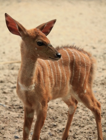 Andre's antelope pictures