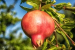 Pomegranate on the pomegranate tree picture desktop wallpaper