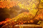 Beautiful desktop wallpaper with charming scenery during the autumnal equinox