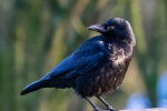 Picture of crow with jet black feathers