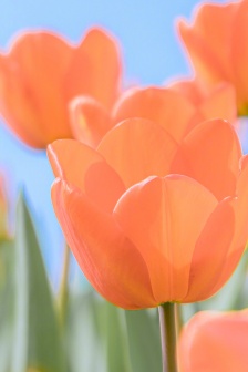 Beautiful spring flowers pictures mobile wallpaper