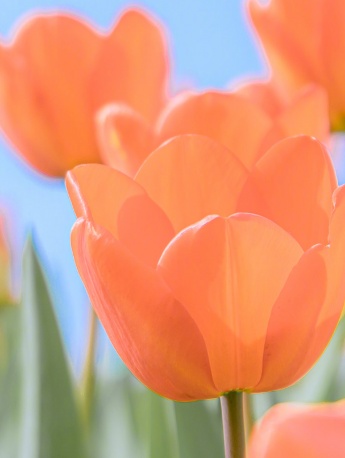 Beautiful spring flowers pictures mobile wallpaper