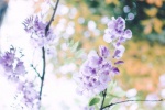 紫藤花清新風高清壁紙