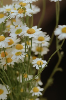 复古风花卉高清壁纸