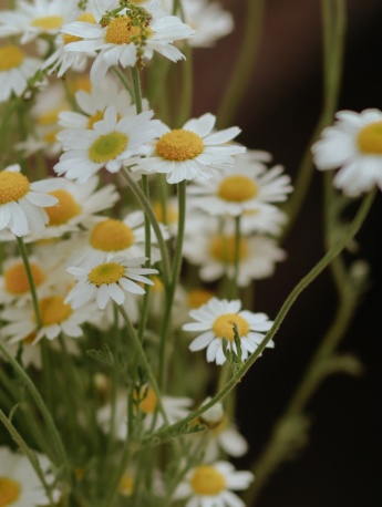 Retro style flower HD wallpaper