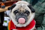 Cute pug pictures desktop wallpaper