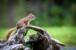 Cute little squirrel pictures