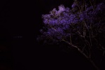 Jacaranda beautiful quiet night wallpaper