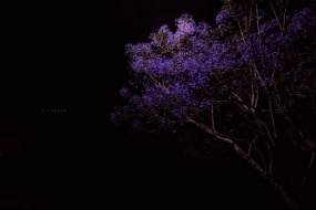 Jacaranda beautiful quiet night wallpaper