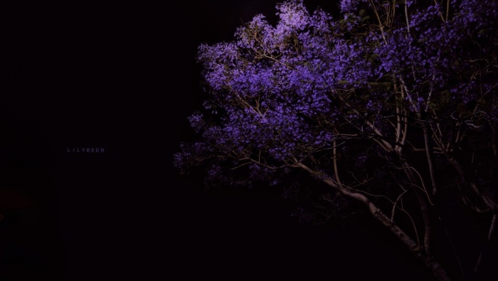 Jacaranda beautiful quiet night wallpaper