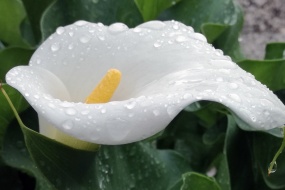 HD calla lily pictures desktop wallpaper