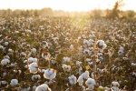 新疆棉花高清图片桌面壁纸