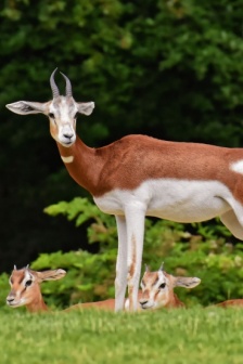 跳羚圖片 跳羚攝影素材圖片