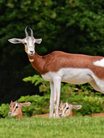 Springbok pictures Springbok photography material pictures