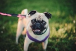 Cute pug pictures desktop wallpaper