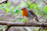 Robin on a branch picture desktop wallpaper