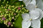 HD hydrangea picture desktop wallpaper