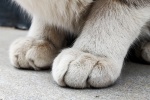 Cat paw stepping on breast pictures desktop wallpaper