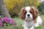 King Charles Spaniel Pictures