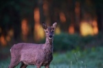 Cute red deer pictures
