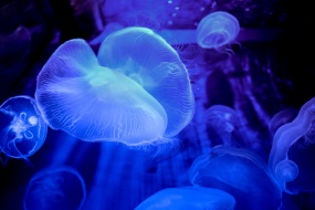 Transparent jellyfish picture desktop wallpaper