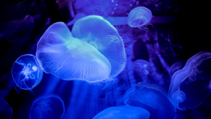 Transparent jellyfish picture desktop wallpaper