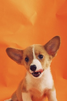 Animal cute pet dog mobile wallpaper