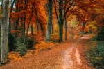 Autumn forest scenery pictures desktop wallpaper