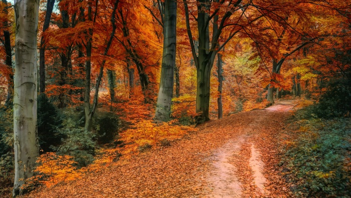 Autumn forest scenery pictures desktop wallpaper