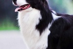 Cute border collie mobile wallpaper picture